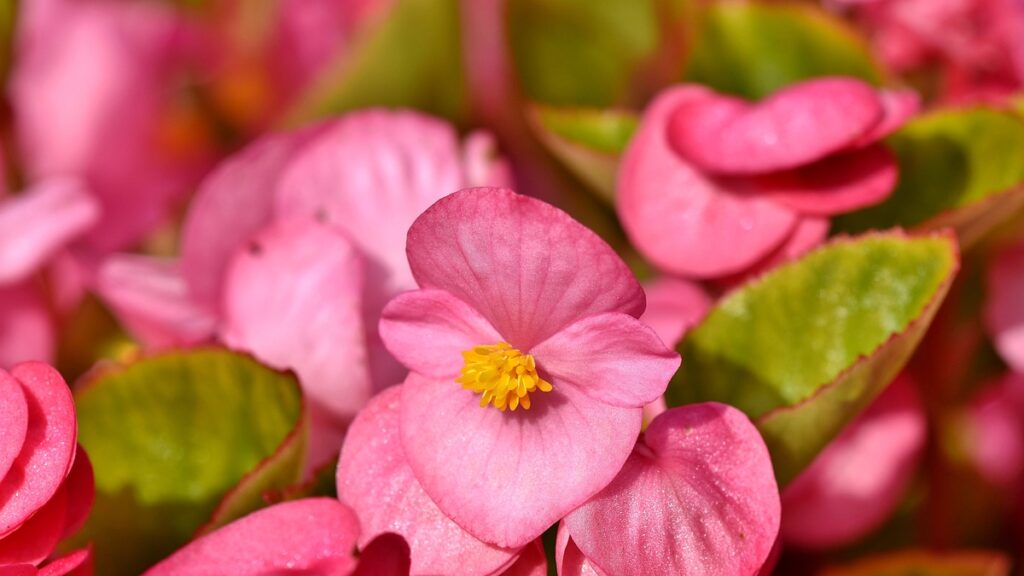 begonias